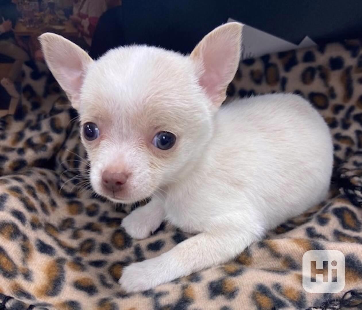 Čivava - štěňátka bez pp - foto 1