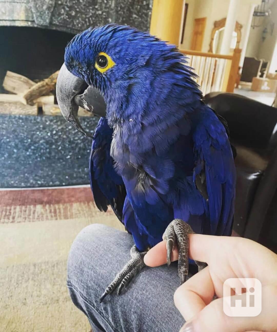 Krásní a mluvící papoušci hyacintoví ara - foto 1