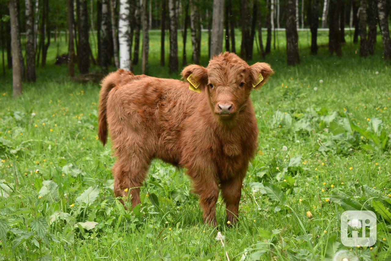 Prodám telátka Highland-Skotský náhorní skot, - foto 1