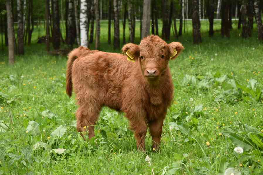 Prodám telátka Highland-Skotský náhorní skot, - foto 1