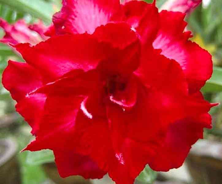 Adenium obesum 'mon north' - semena