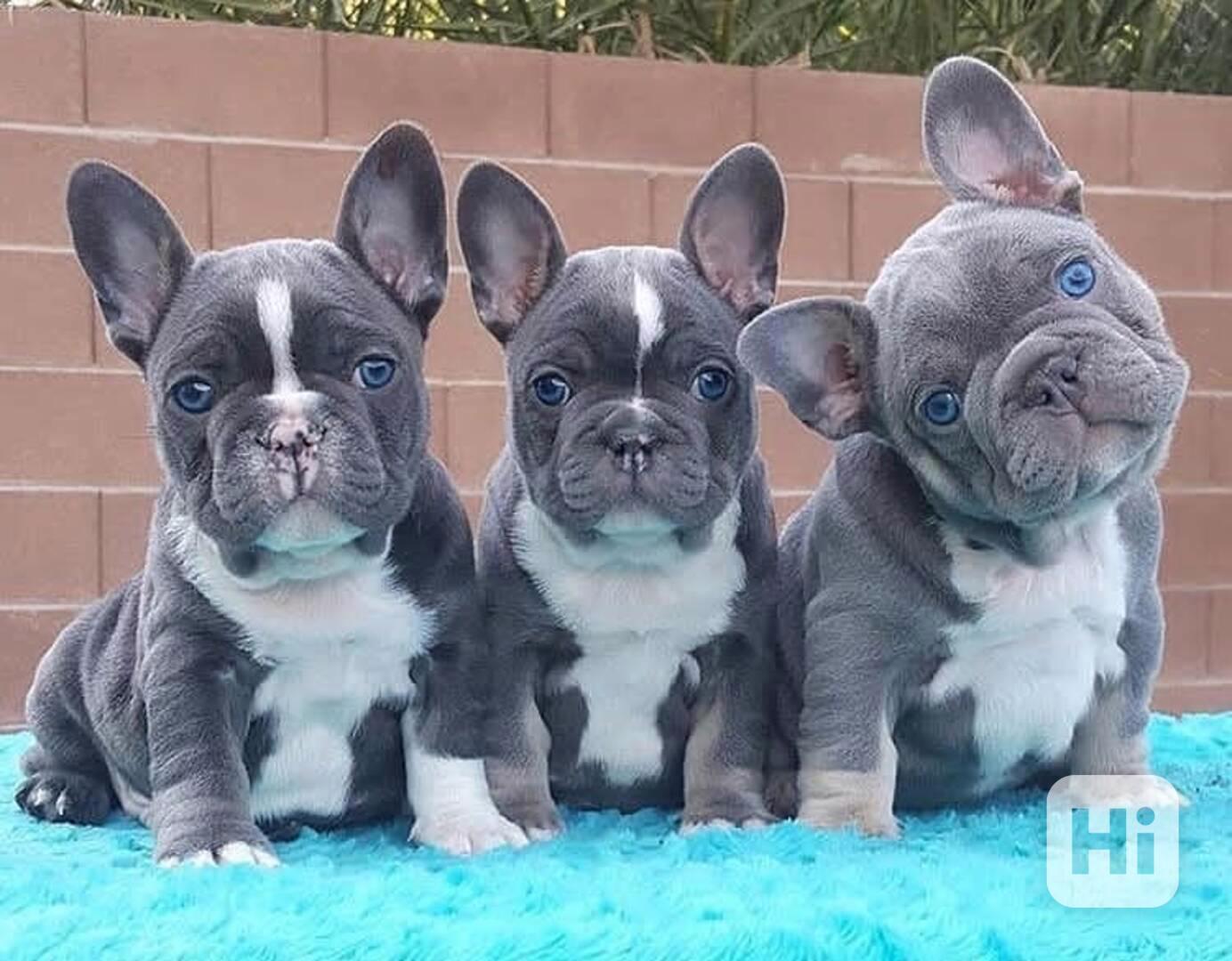 🎄🎄Vánoční dárek 5 krásných Francouzský Buldoček hc - foto 1