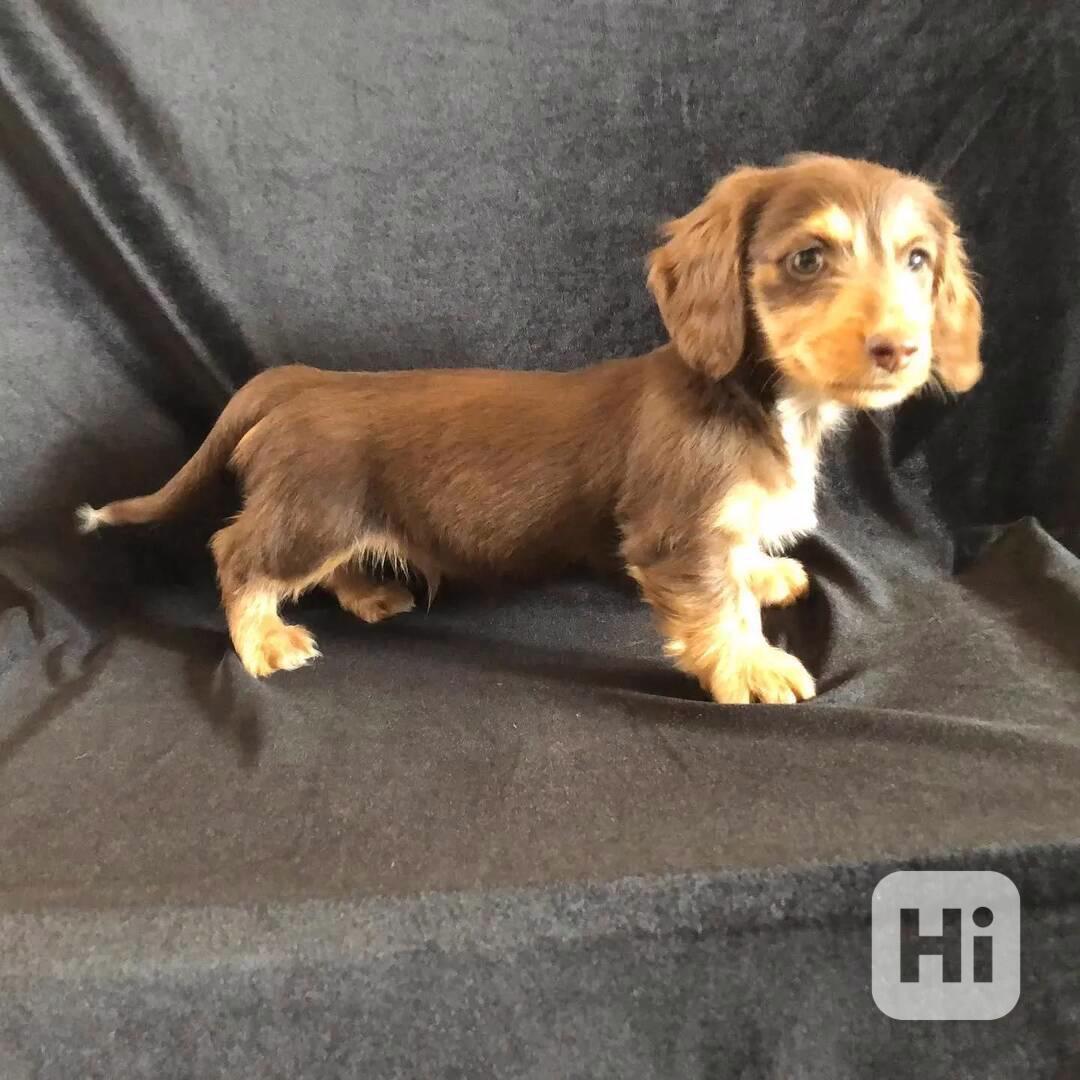 Roztomilá štěňátka jezevčíka🐾 - foto 1