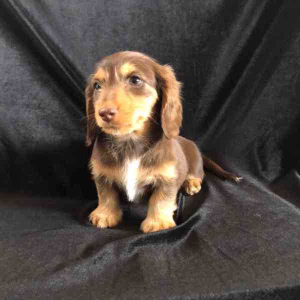 Roztomilá štěňátka jezevčíka🐾 - foto 3