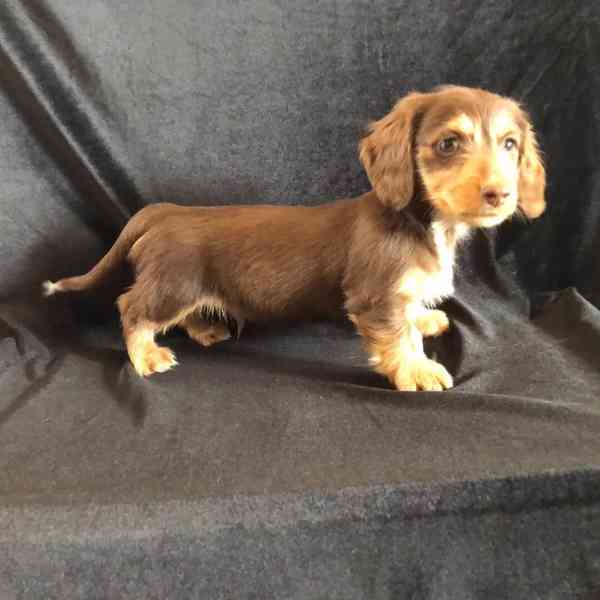 Roztomilá štěňátka jezevčíka🐾