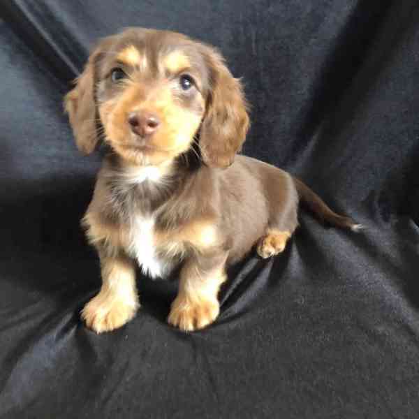 Roztomilá štěňátka jezevčíka🐾 - foto 2