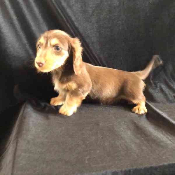 Roztomilá štěňátka jezevčíka🐾 - foto 4