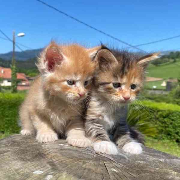 Krásné a načechrané Mainská mývalí koťata 