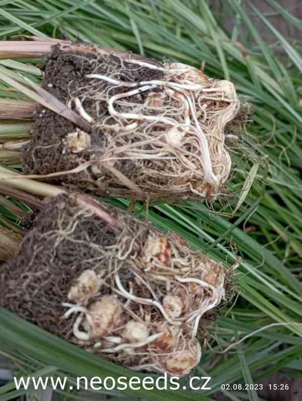 Sazenice šáchor jedlý zemní mandle-chutná superpotravina