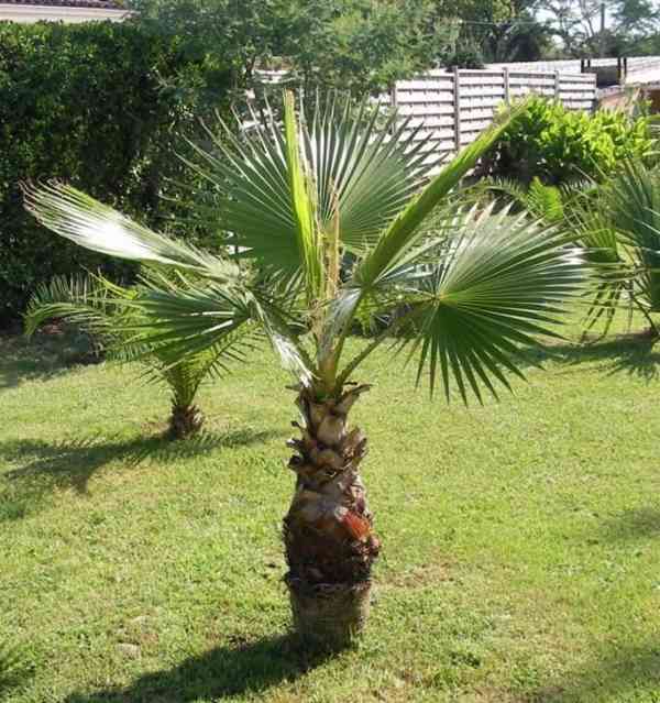 Sazenice palma Washingtonia robusta 1 - 2 první listy