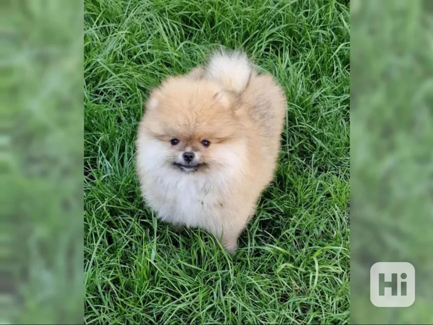 Pomeranian štěně - foto 1