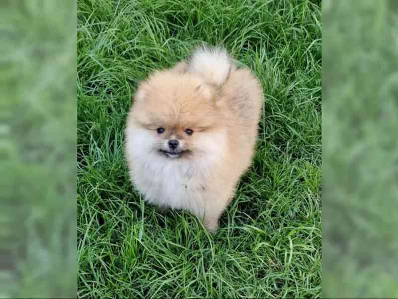 Pomeranian štěně