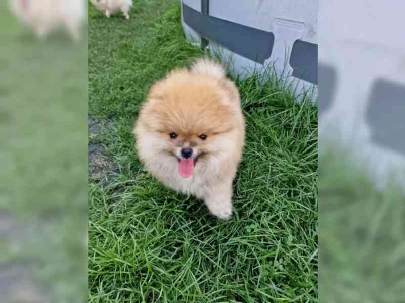 Pomeranian štěně - foto 3