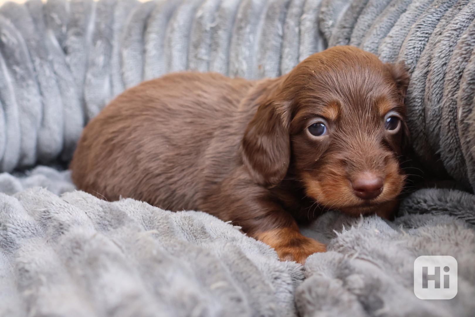 Jezevčík Trpasličí  - foto 1