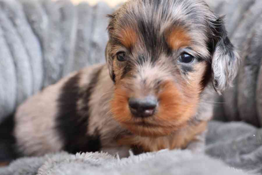 Jezevčík Trpasličí  - foto 3