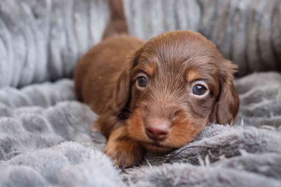 Jezevčík Trpasličí  - foto 2