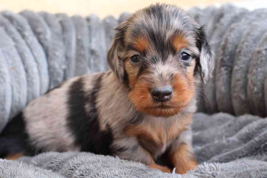 Jezevčík Trpasličí  - foto 4