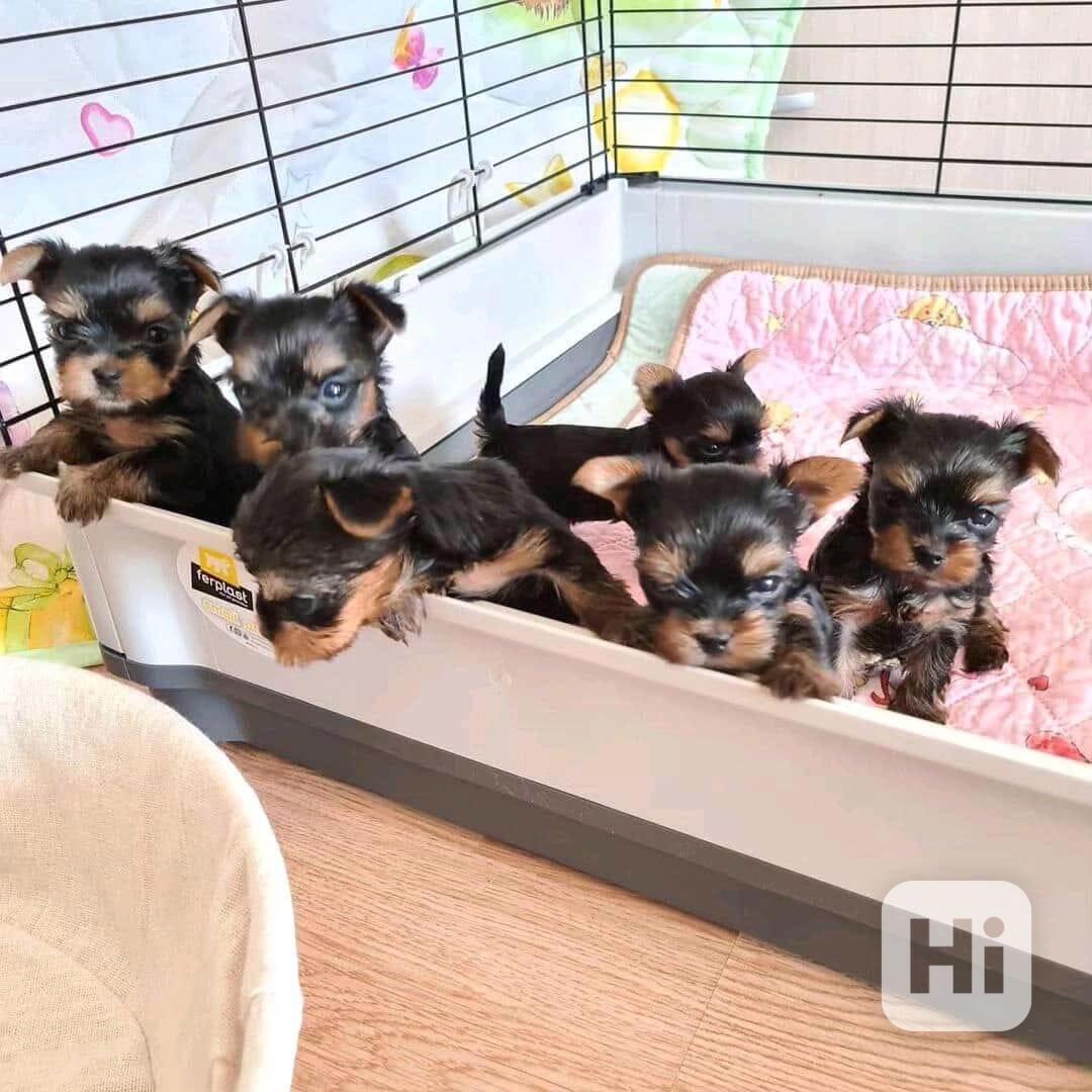 štěňata yorkshirského teriera - foto 1