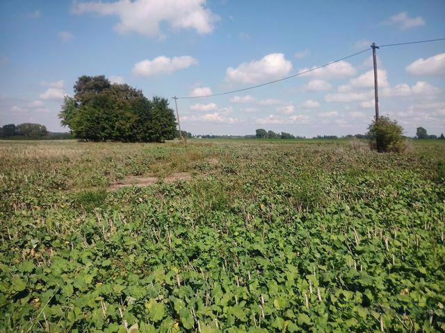 Prodej zemědělského objektu , Třebosice u Pardubic - foto 8