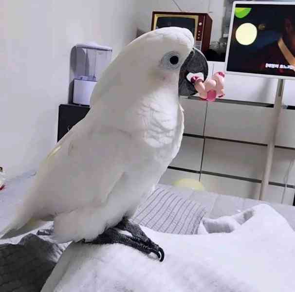 Krásní kakaduové hledají nový domov - foto 2