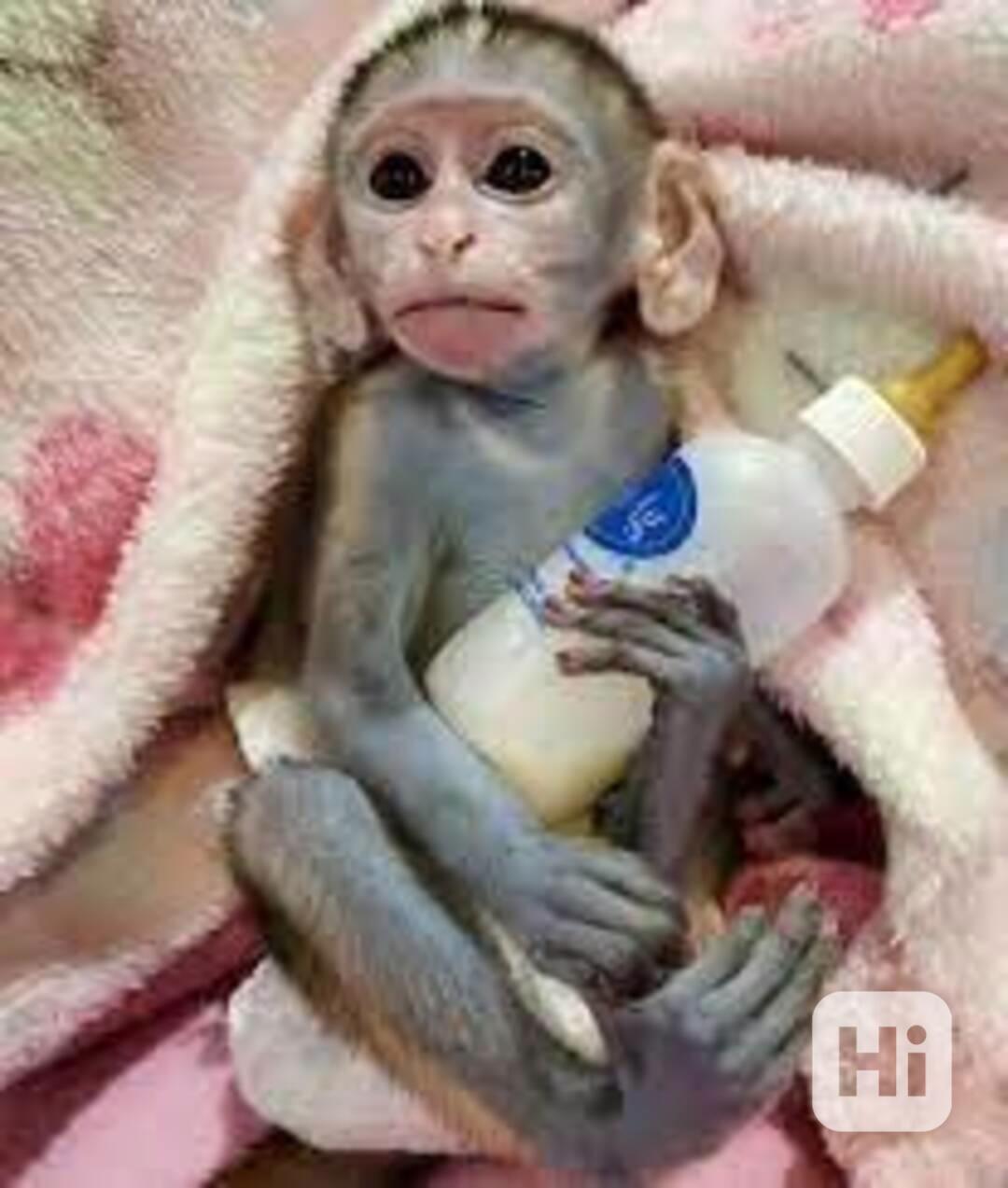 Šťastné opičky kapucínské tvářičky - foto 1