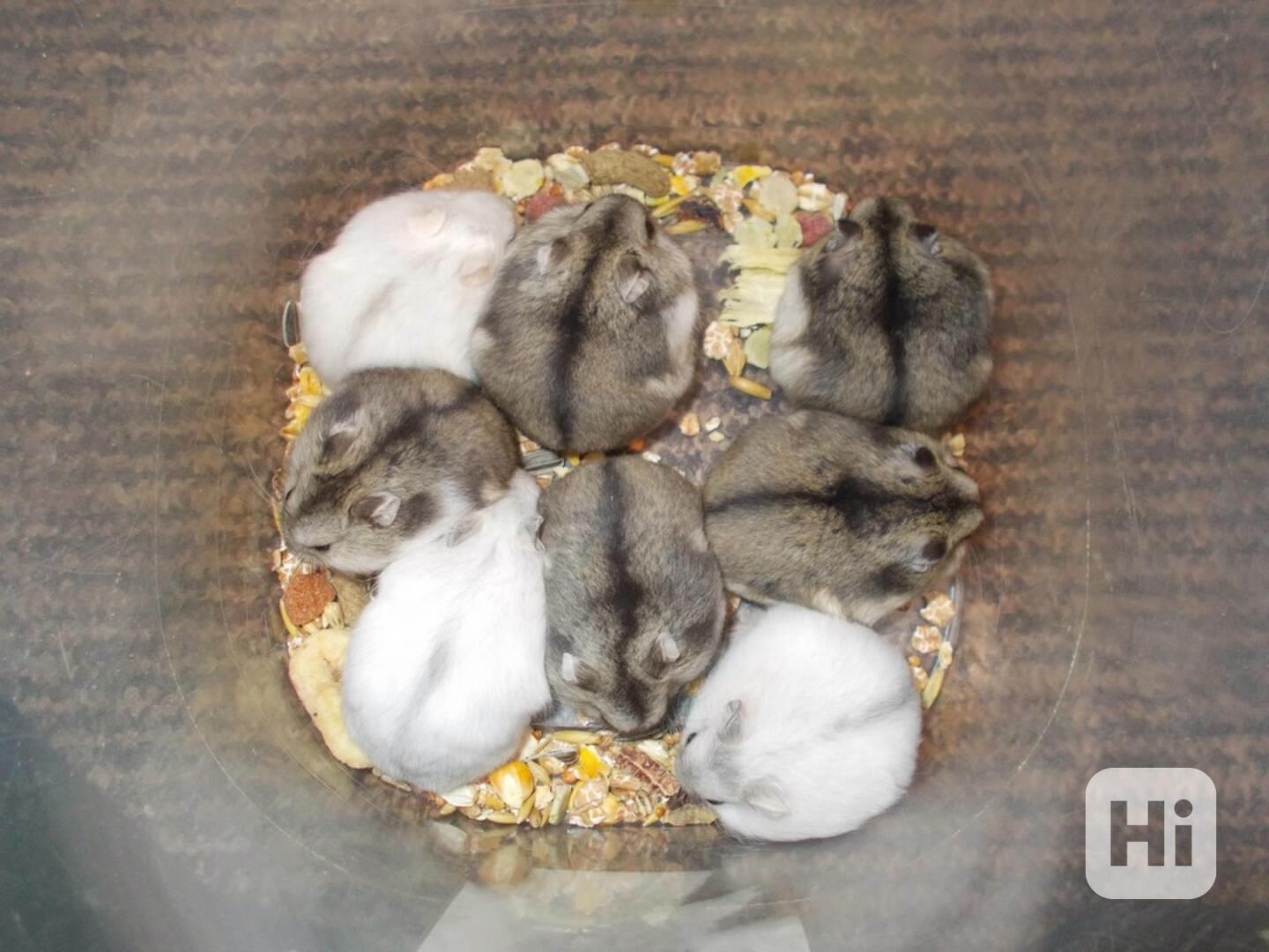 Křečík džungarský - foto 1