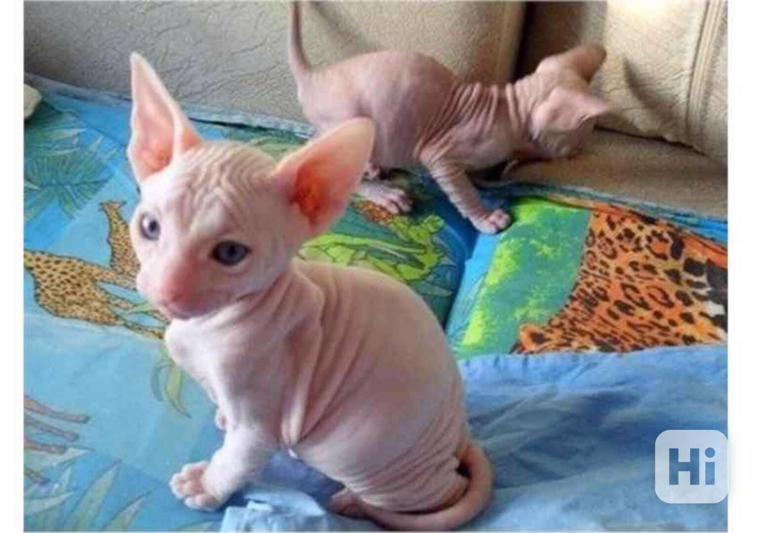sphynx  koťata k adopci . - foto 1