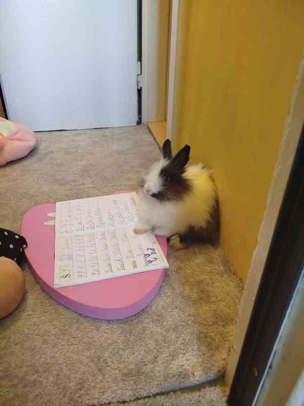 Teddy králíček - foto 2