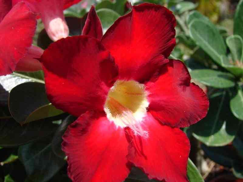 Adenium obesum 'dark forest' - semena