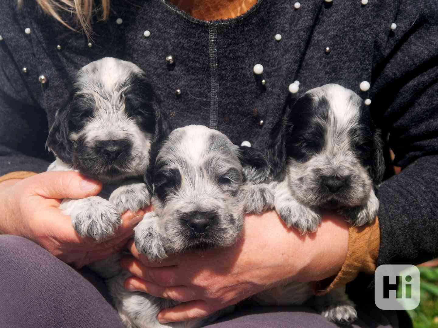 Anglický kokršpaněl - štěňata - foto 1
