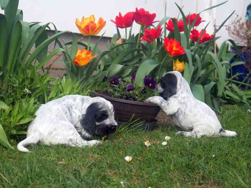 Anglický kokršpaněl - štěňata - foto 3