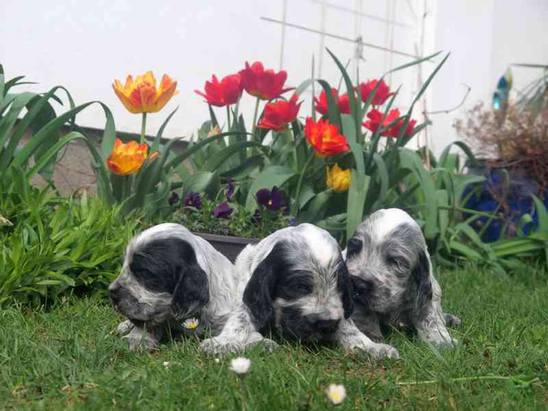 Anglický kokršpaněl - štěňata - foto 5