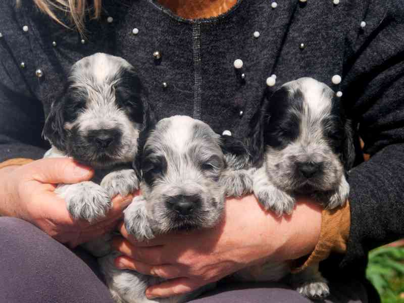 Anglický kokršpaněl - štěňata - foto 1