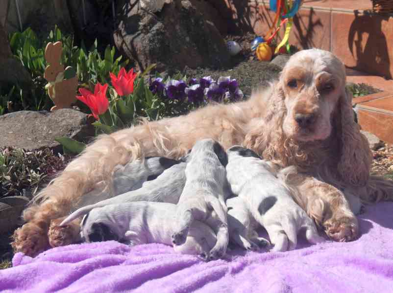 Anglický kokršpaněl - štěňata - foto 4