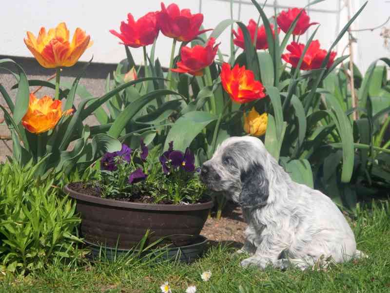 Anglický kokršpaněl - štěňata - foto 2