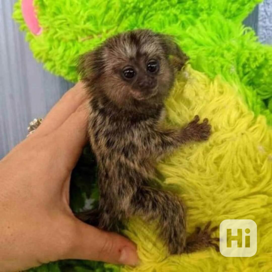 Mládě kosmana - foto 1