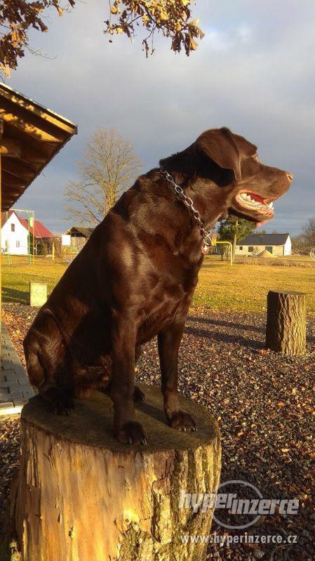 Hnědý Labrador ke krytí - foto 1