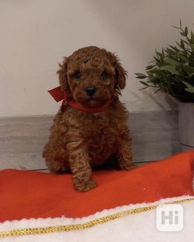 Toy poodle - foto 1