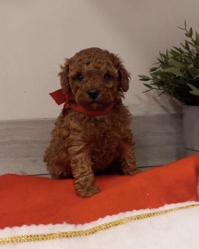 Toy poodle - foto 1