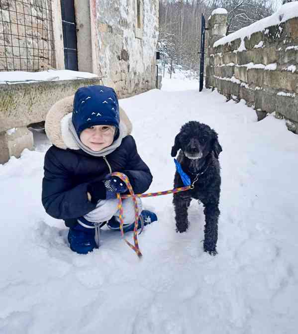 MUFÍK - Pudl 8 kg, chemická kastrace 13 let  - foto 2