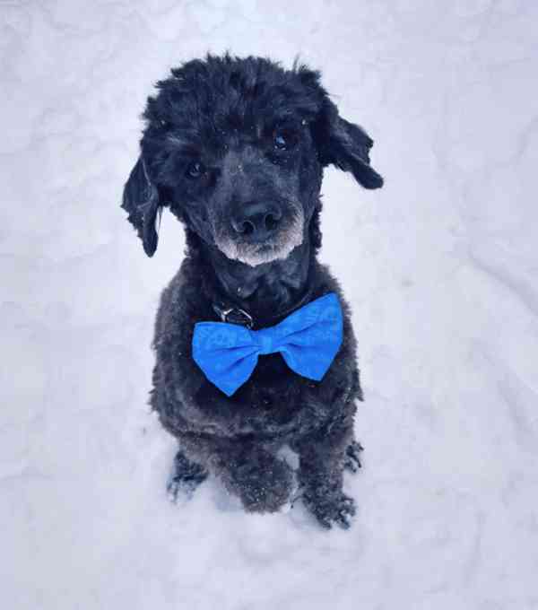 MUFÍK - Pudl 8 kg, chemická kastrace 13 let  - foto 3