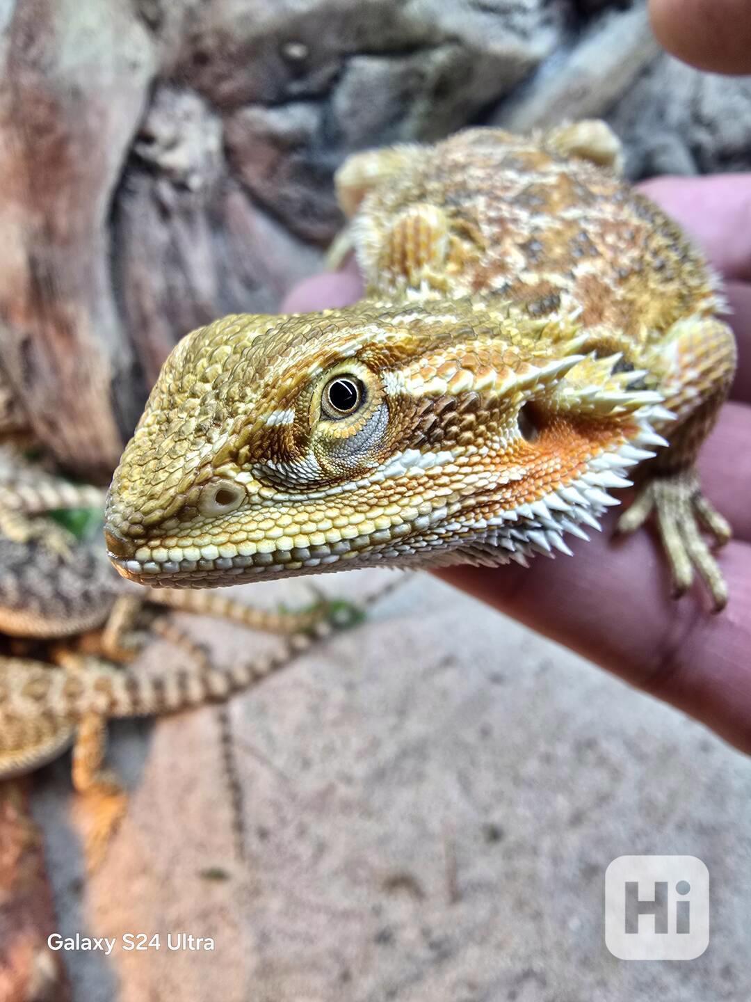 Agama Vousatá  - foto 1