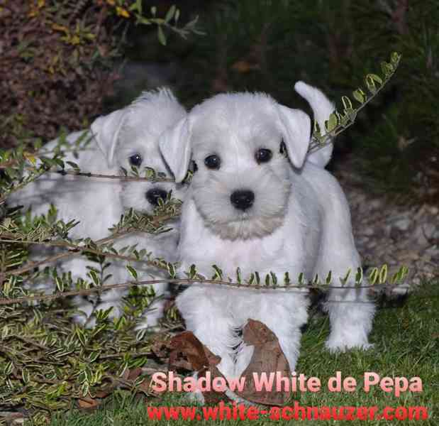 Knírač malý bílý s PP, nádherná štěňátka  - foto 9