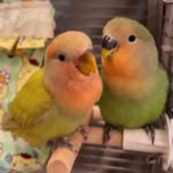 africký šedý papoušek - foto 2