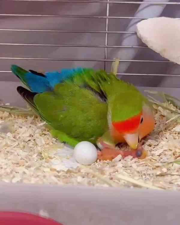 africký šedý papoušek - foto 3