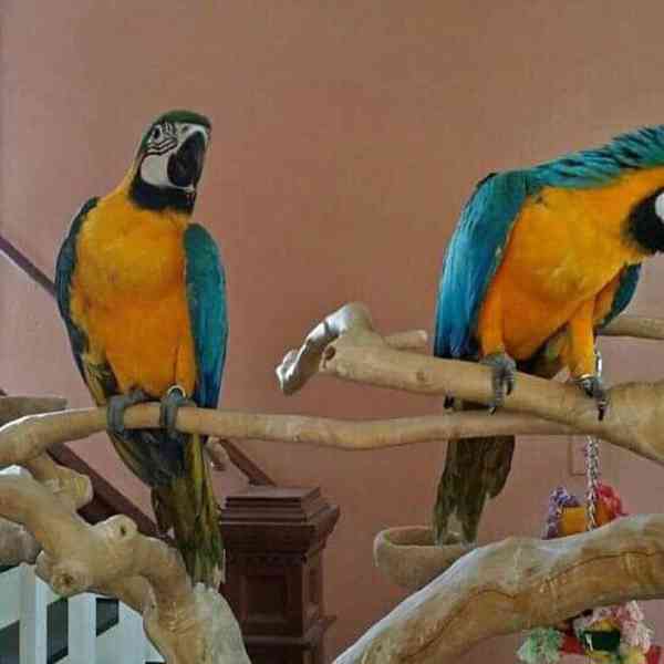 Prodám pěkné modré a  papoušky ara - foto 2