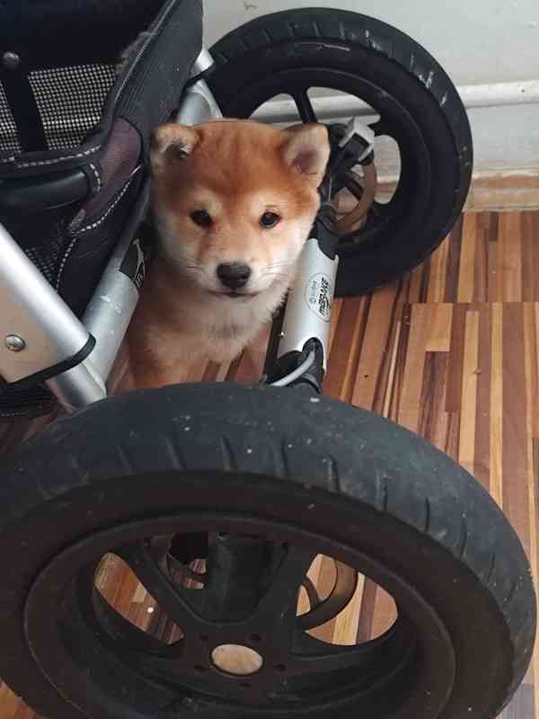 Shiba inu - foto 3