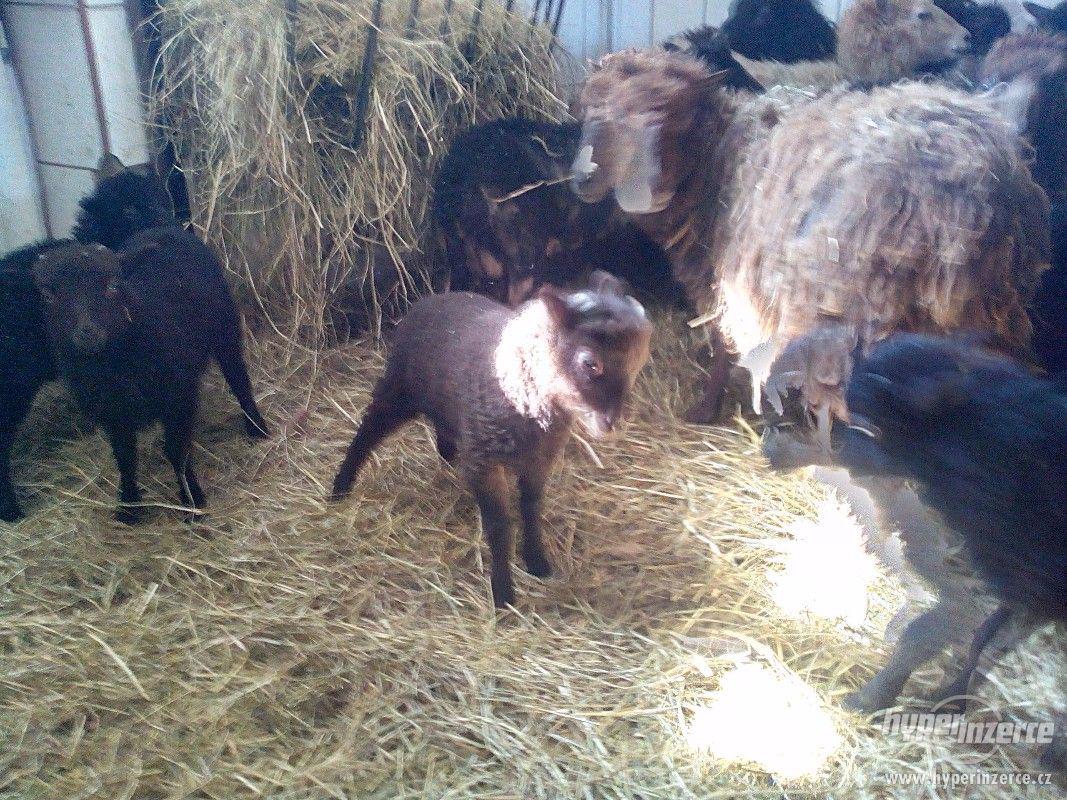 Kvesantske zakrslé ovce - foto 1