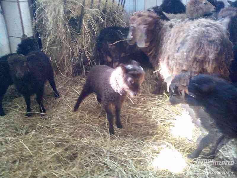 Kvesantske zakrslé ovce - foto 1