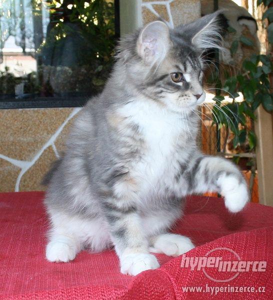 Mainská mývalí koťátka s PP - kočička Ida - k odbě - foto 1
